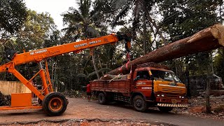 100 ഇഞ്ച് വണ്ണം ഉള്ള ആഞ്ഞിലി ക്രെയിൻ ഇൽ എടുക്കുന്നു#crane #music#tipper #wildlife #jcb #woodworking