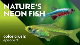 7 Nano Fish That GLOW in Planted Aquariums