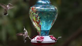 Hummingbirds In Alabama 9-8-2023