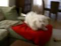 Nismo, our Coton de Tulear, plays "You'll Never Catch Me"!