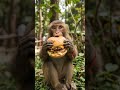 🤣Bandar Kya Jaane Adrak Ka Swaad 😂 | Funny Monkey Reaction #shorts #viral
