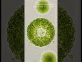 Colonial 20260314 0744 | Algae | Microscopic - Vertical Stock Footage