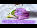 [Relaxing/Slow] 💜 Purplicious 💜 Wax Sealing on a Flower Petal 🌷