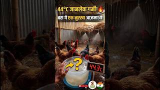 44°C जानलेवा गर्मी में मुर्गियों को कैसे बचाएं? 🥵🐔 Summer Poultry Tips #murgipalan #poultryfarming