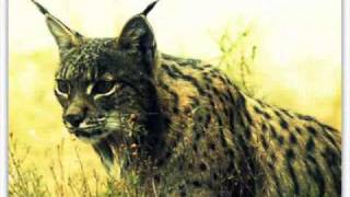 Urtaroak Eta Animaliak