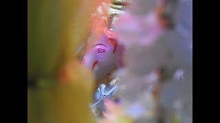 Gharat Ganpati Aale