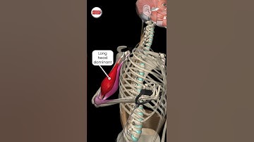 Bicep Curls: Flexed vs. Extended Shoulders #muscleandmotion #BicepCurls