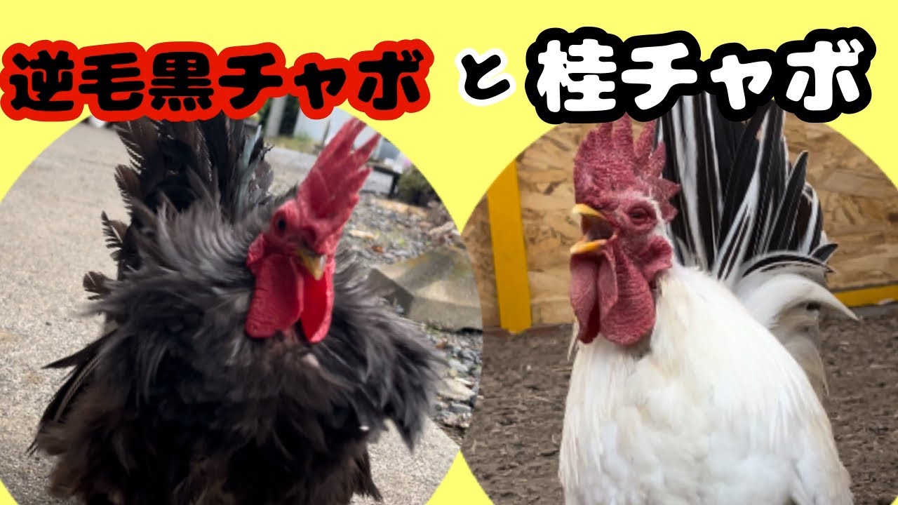 逆毛黒チャボと桂チャボの朝の様子を動画にしてみました！#桂チャボ#逆毛黒チャボ#逆毛チャボ#黒チャボ#チャボ#鶏#ニワトリ#にわとり ...