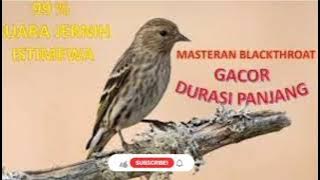 burung blackthroat gacor suara jernih di sertai suara gemericik air untuk masteran dan pancingan