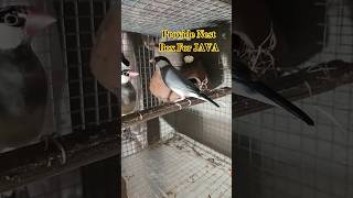 ✨ Java Sparrow's Dream Home! Nest Box Setup 🐤#javasparrow #cutebirds #shorts