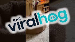 These Dogs Know That Sharing is Caring || ViralHog