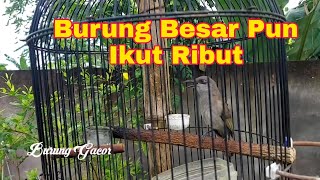 Suara Burung Cucak Kombo Gacor Full Tembakan Untuk Masteran, Pancingan Dan Terapi Kecial Kombok