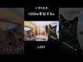 小5ワイ、400km家出する Last #猫ミーム #猫ミーム日常 #親ガチャ #shorts