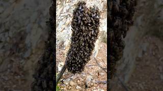 The Queen Bee Releases Pheromones To Attract The Worker Bees