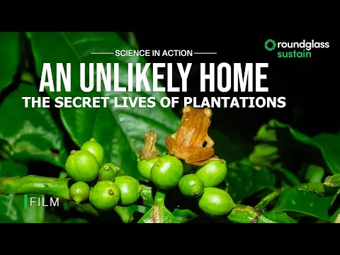 An Unlikely Home: The Secret Lives of Plantations | Frogs of Coorg | @RoundglassSustain