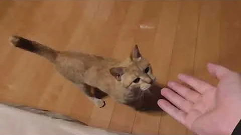 猫メス 発情期 綿棒