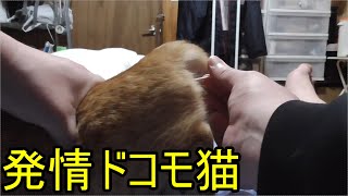 夏の暑さ…発情期ドコモ猫、ベッドの周りをグルグルと回る…綿棒にて落ち着かせる!発情期中はやっぱり色々と行動が変わりますね