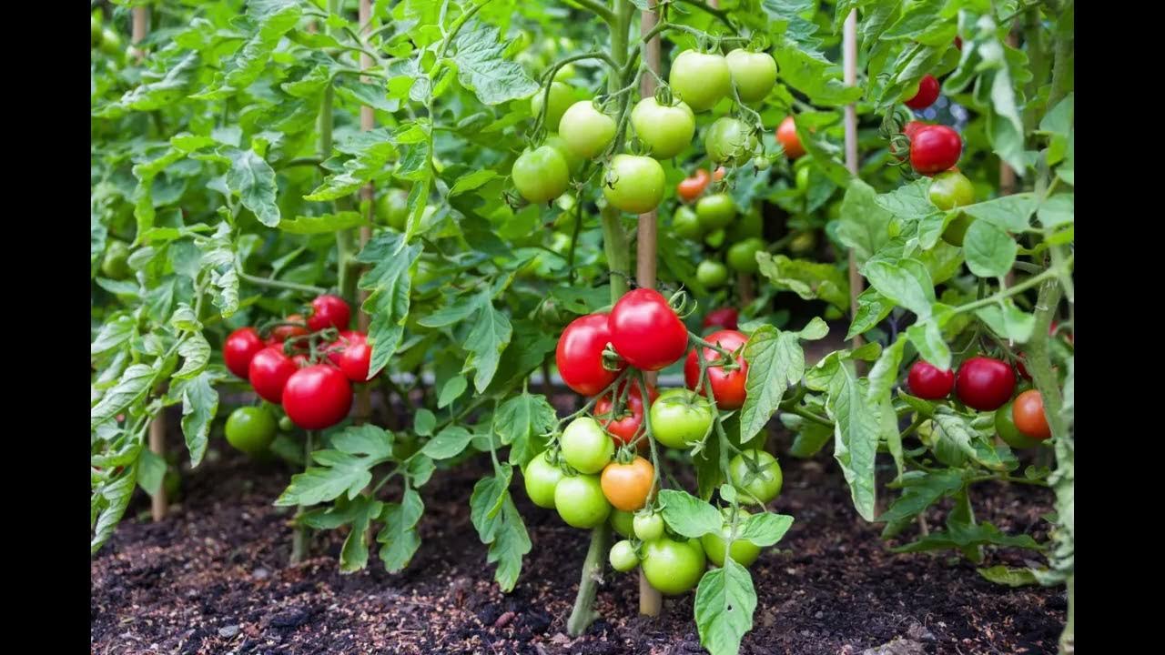 Bruschetta with homegrown tomatoes Garden calendar, Vegetable garden tips, Small
