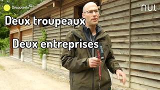 Nul Les Moutons De Lunil