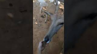 Lazy 5 Ranch Moorseville NC3