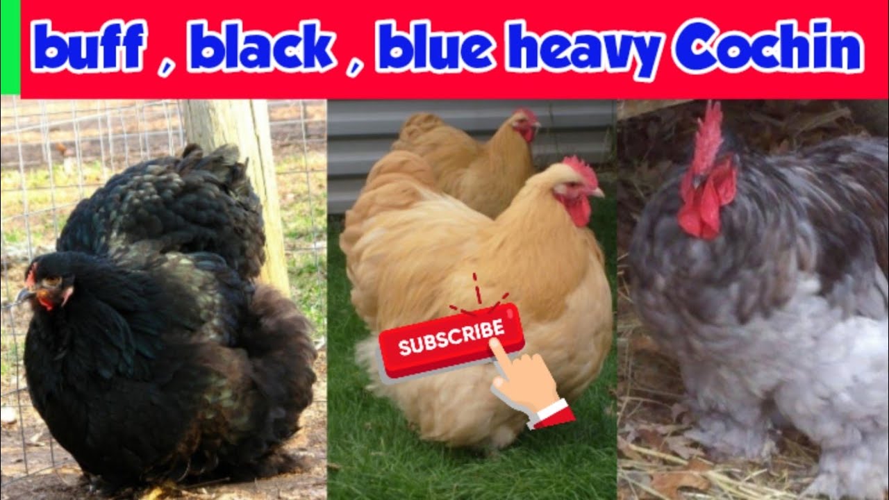 buff heavy Cochin | black heavy Cochin | blue heavy Cochin