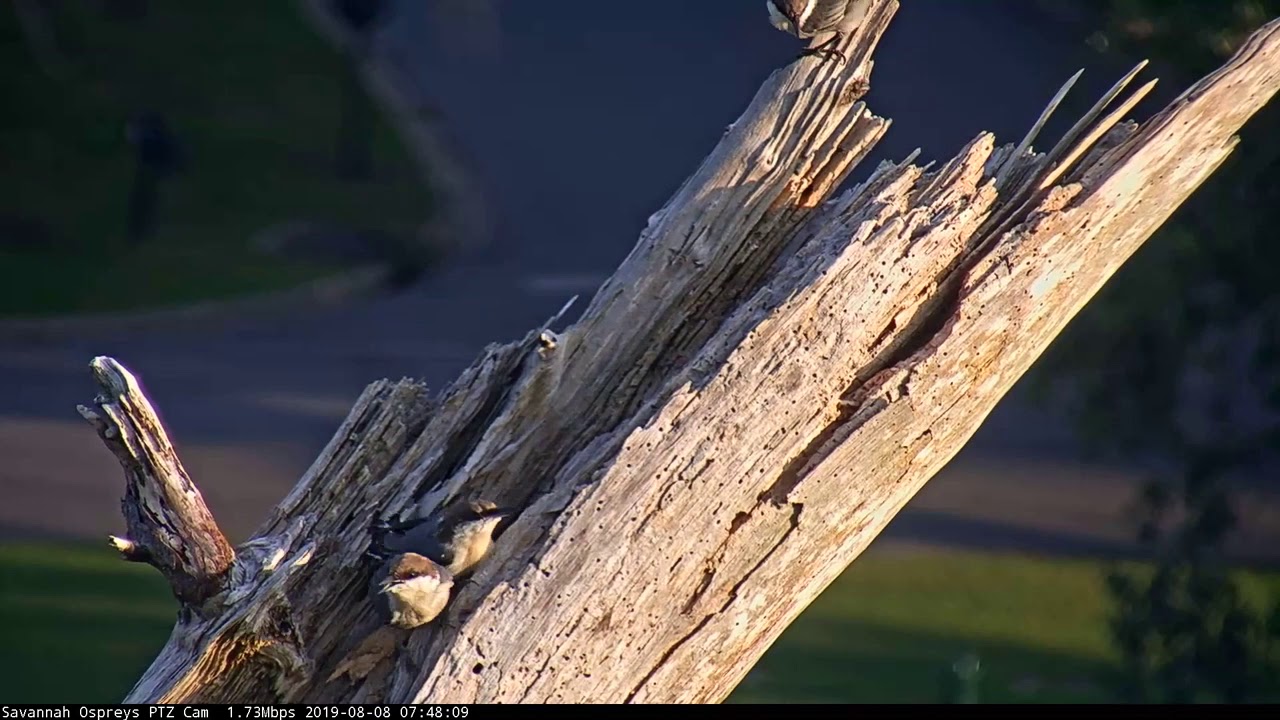 Brown-headed Nuthatches Make Noisy Appearance In Savannah – Aug. 8, 2019