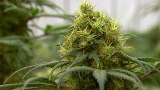 Weed 2 Prescription Pot