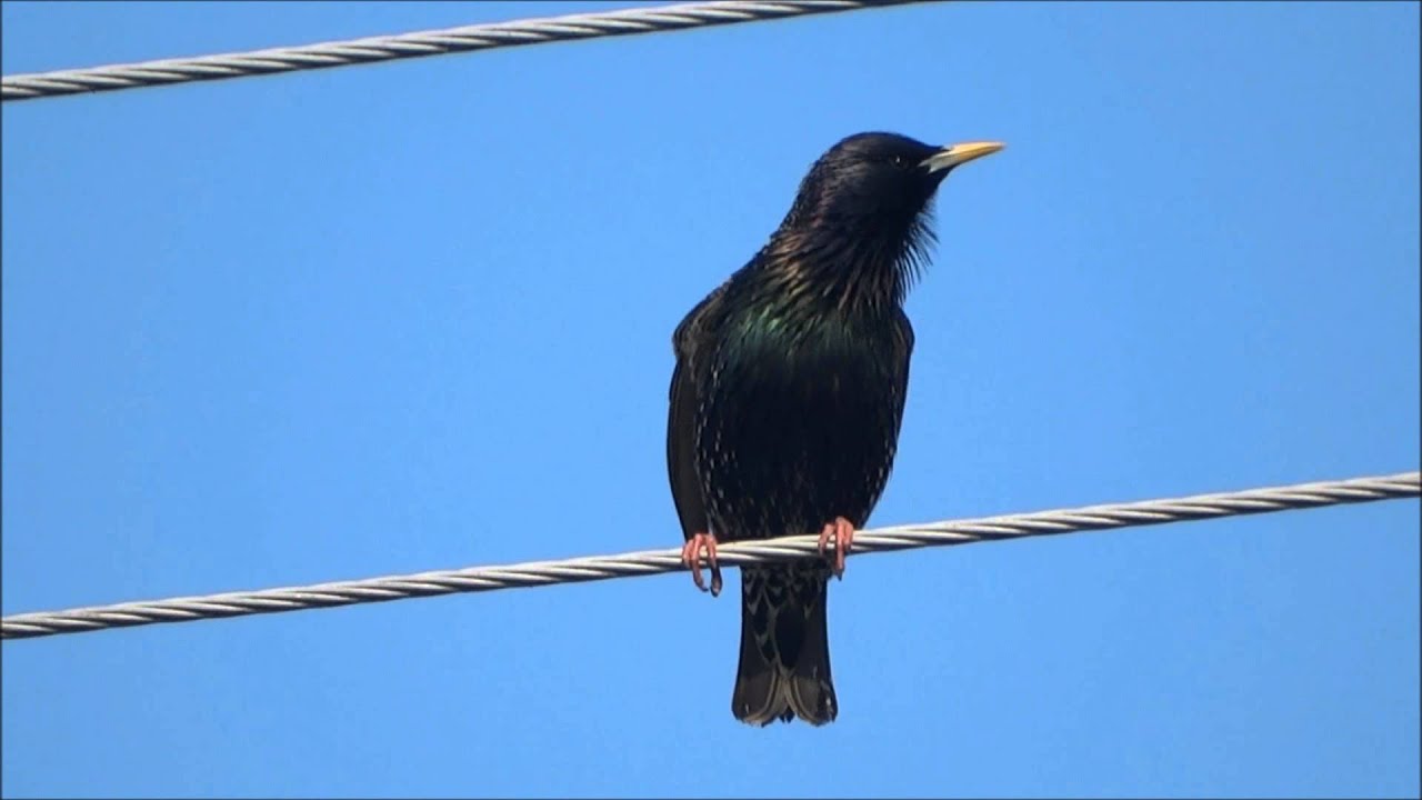 szpak (Sturnus vulgaris), Common Starling, Star 