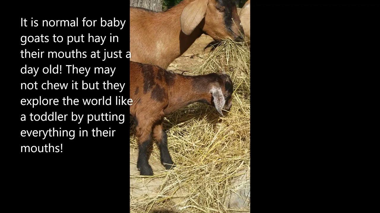 When do baby goats start eating hay? YouTube
