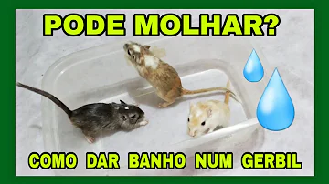 Como dar banho em um esquilo-da-mongólia?