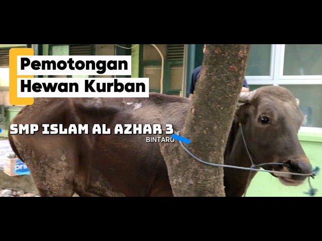 IDUL ADHA 1447H - Pemotongan Hewan Kurban