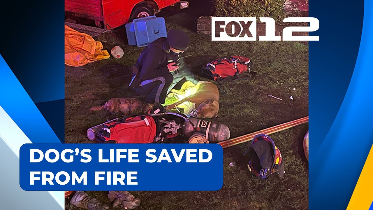 Good Samaritan helps save family dog’s life in Scappoose house fire ...