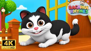 😺 Meow Meow Billi | Funny Cat Song | Billi Karti Meow Meow | Kids Songs