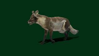 Arctic Polar Fox Summer 3D Model #animals   lowpoly