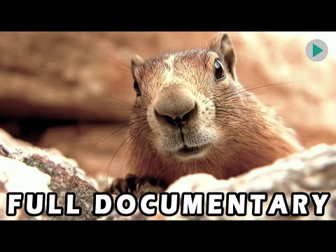 WILD AMERICA: MARMOT MOUNTAIN