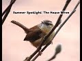 Summer Spotlight - The House Wren