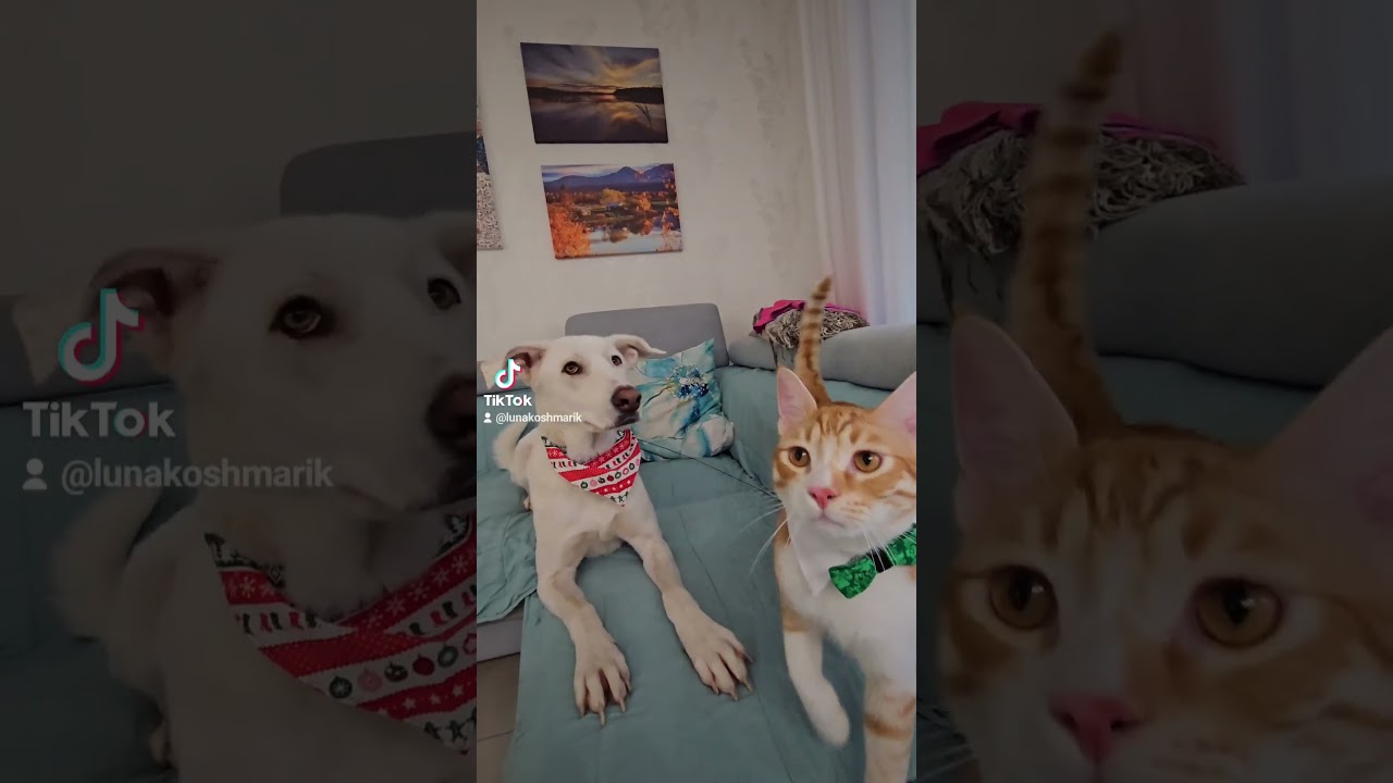 Luna & Koshmarik 🧡🤍