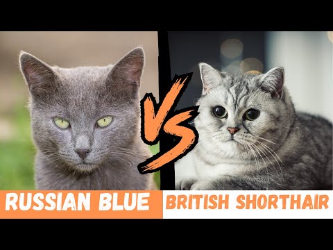 Russian Blue vs