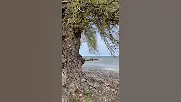 #zenmoment #foryou #fyp #zen #asmr #peace #willow #tree #rocks #waves #nature #lakeontario #canada