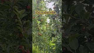 today on 21th of july 26 #summer pruning Tips and tricks #orchard ZB ♥️