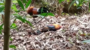 Yos dib qaib qus tuaj zoo tiag li