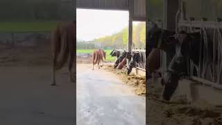 Pferd im Kuhstall 😳🐴 | Lustige Hofmomente #engelnhof #landwirtschaft