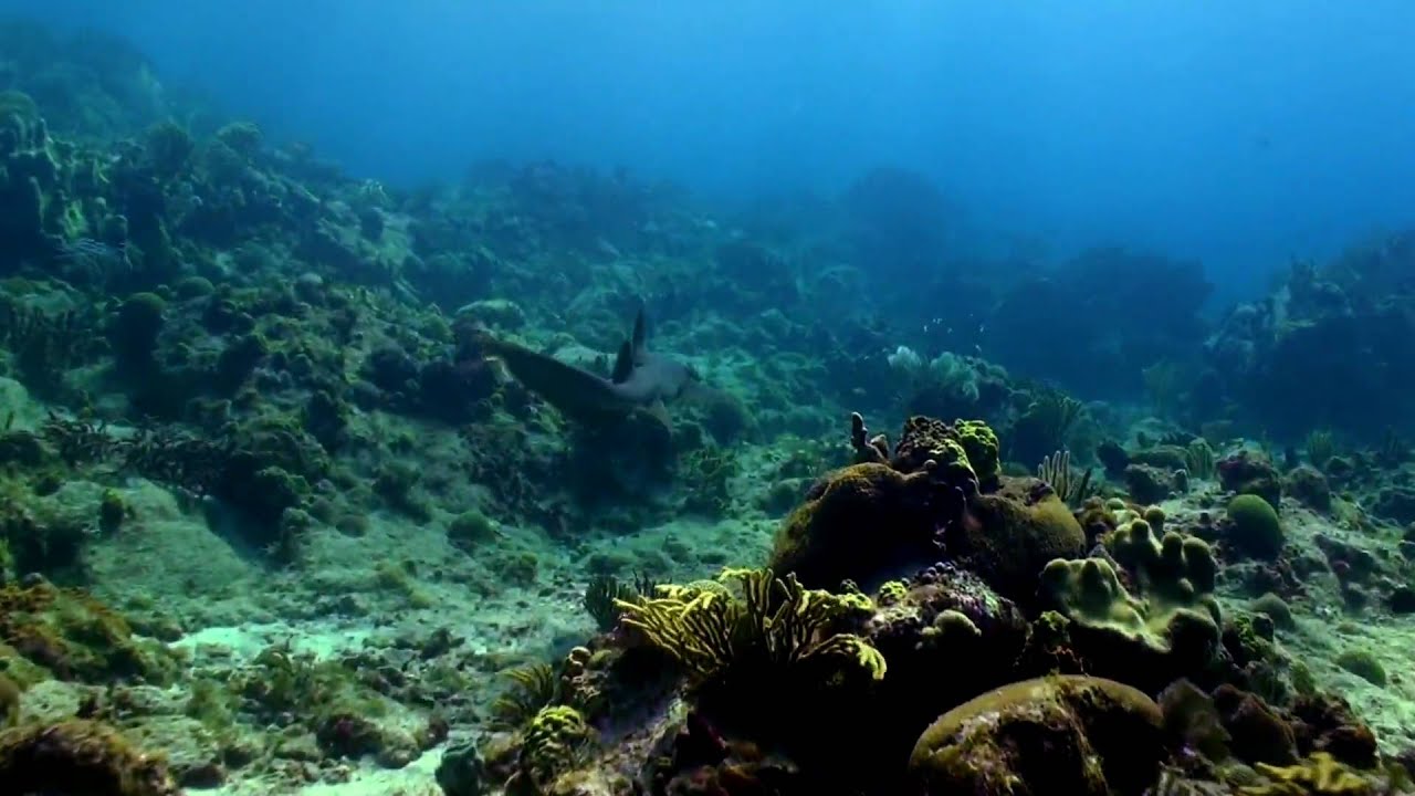 Scuba Diving in St Thomas Shark DiveHDV YouTube