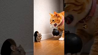 Cat Ye Kaisi Bomb Hai