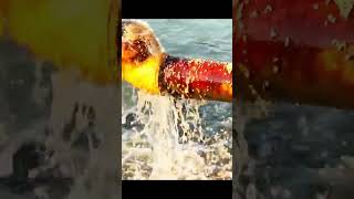 তলপযর খবর