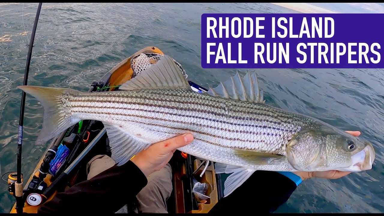 Fall Run Stripers! Inshore Kayak fishing Rhode Island Old Town Sports