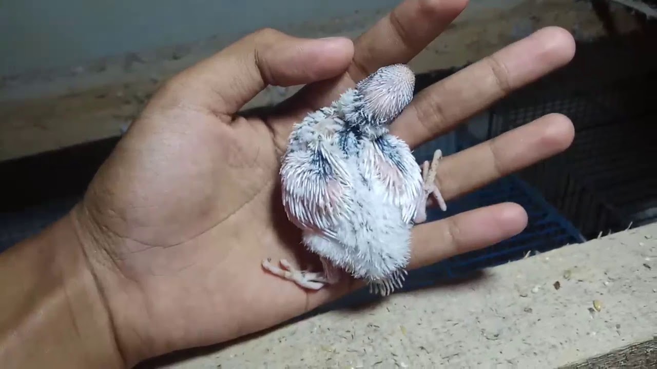 TERNAK PARKIT, dompied apa bukan??? Cara mengetahui anakan parkit