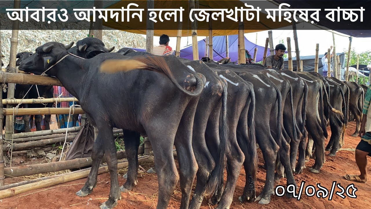 আবারও আমদানি হলো জেলখাটা মহিষের বাচ্চা | সিটি হাট 
