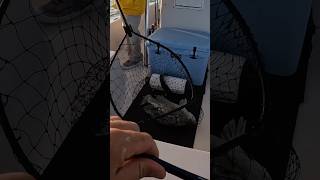 ONE OF THE MOST EXCITING FISH TO CATCH! #shorts #fish #fishing #video #fishingvideo #fishinglife