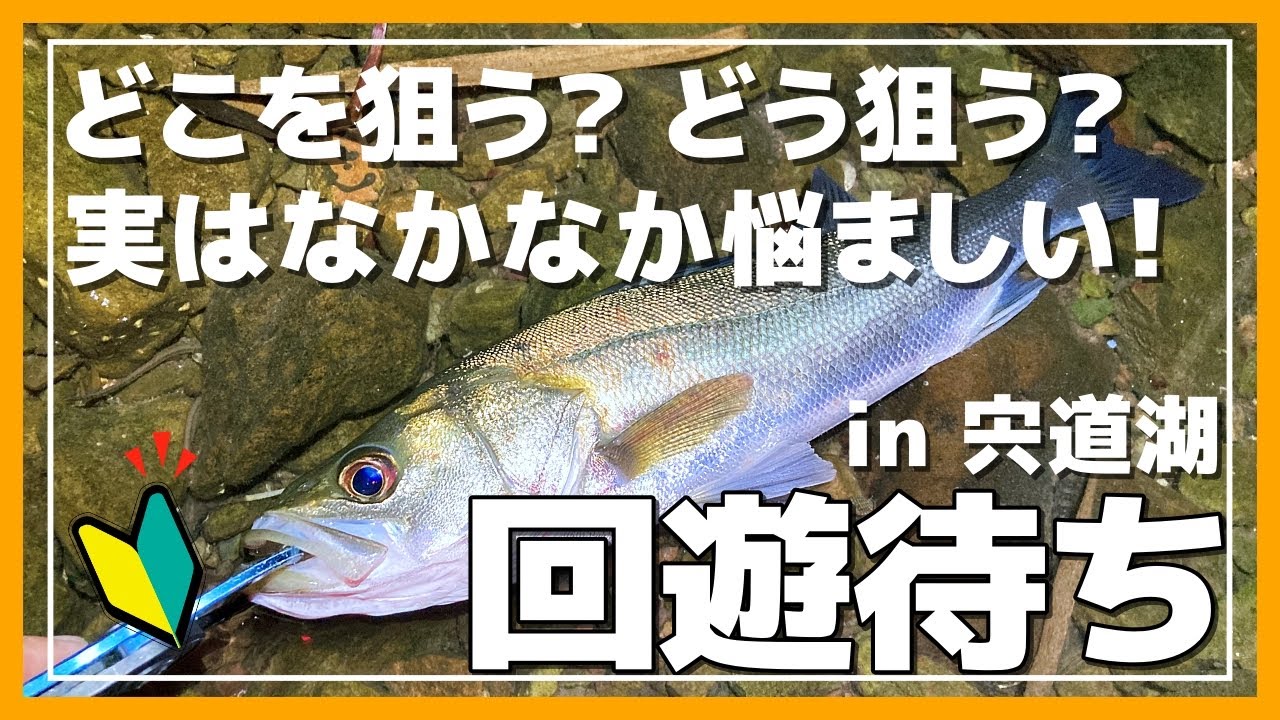 宍道湖シーバス】実は難しい？回遊待ちでシーバスを狙う！【実釣編